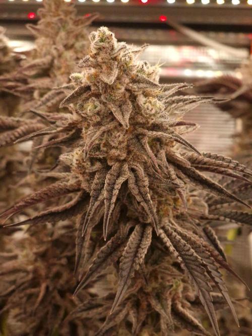 Blueberry Cupcake first Photoperiodics. Week 13 - Day 89 #1