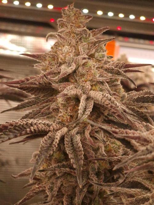 Blueberry Cupcake first Photoperiodics. Week 13 - Day 89 #1