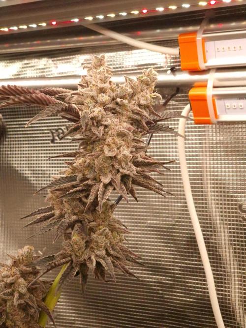 Blueberry Cupcake first Photoperiodics. Week 13 - Day 89 #1