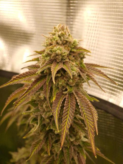 Blueberry Cupcake first Photoperiodics. Week 13 - Day 89 #3