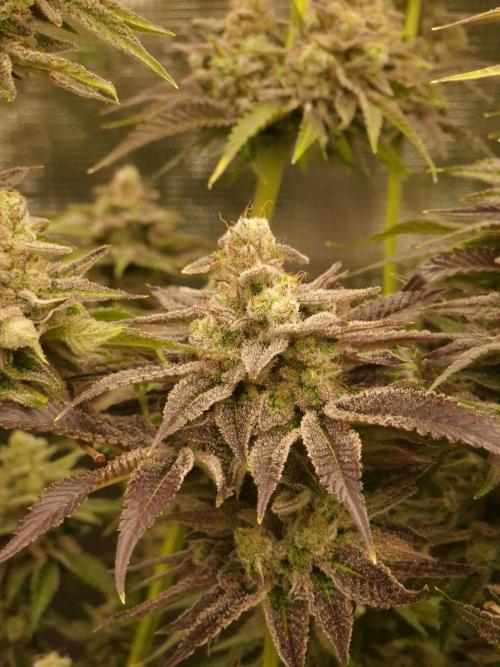 Blueberry Cupcake first Photoperiodics. Week 13 - Day 89 #3