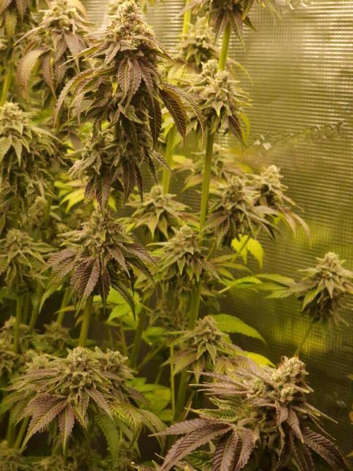 Blueberry Cupcake first Photoperiodics. Week 13 - Day 89 #3