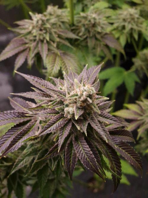 Blueberry Cupcake first Photoperiodics. Week 13 - Day 89 #3