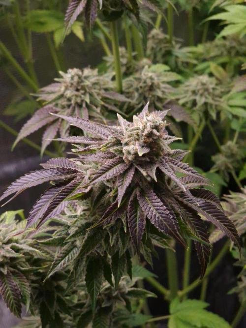 Blueberry Cupcake first Photoperiodics. Week 13 - Day 89 #3