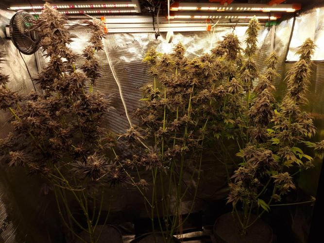 Blueberry Cupcake first Photoperiodics. Week 13 - Day 90