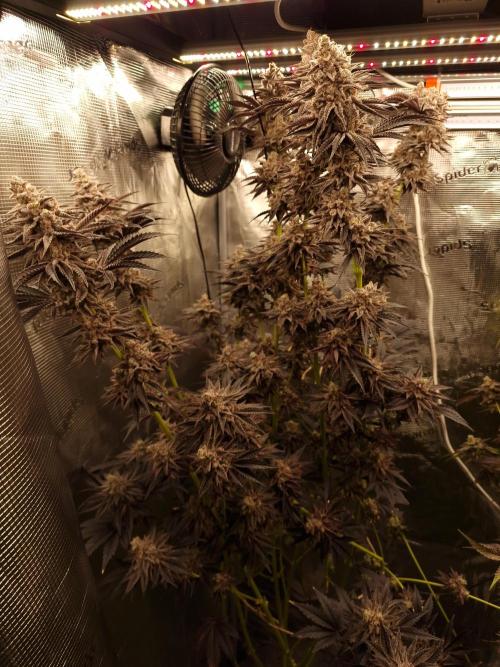 Blueberry Cupcake first Photoperiodics. Week 13 - Day 90 #1