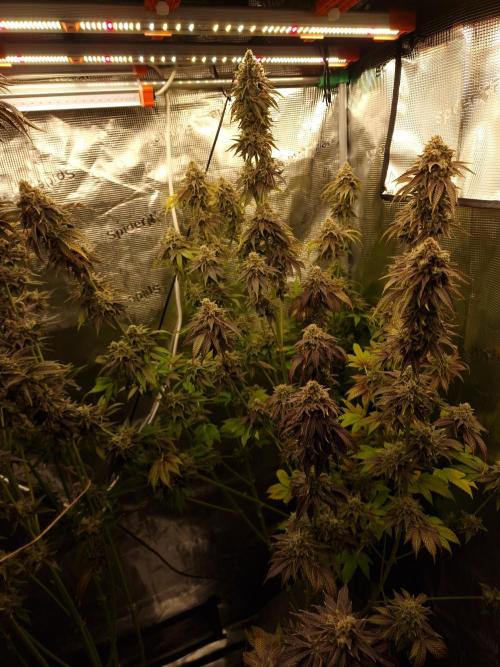 Blueberry Cupcake first Photoperiodics. Week 13 - Day 90 #3