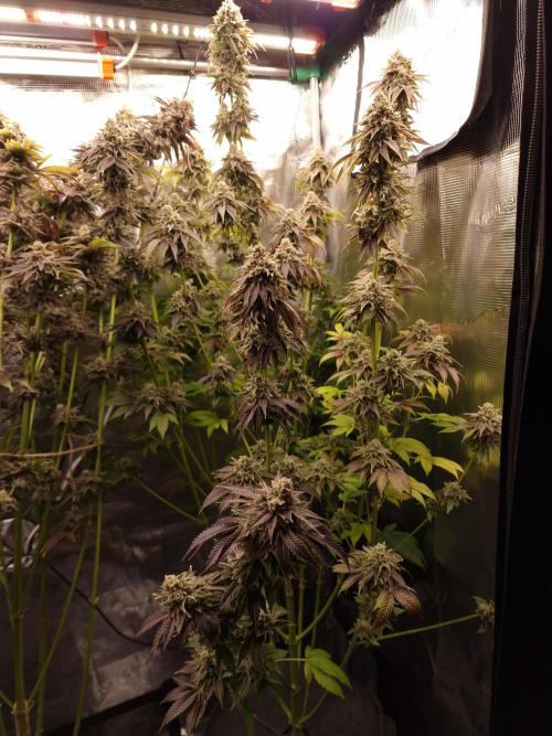 Blueberry Cupcake first Photoperiodics. Week 13 - Day 92 #3