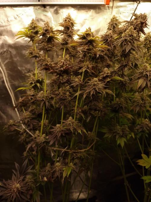 Blueberry Cupcake first Photoperiodics. Week 13 - Day 92 #2