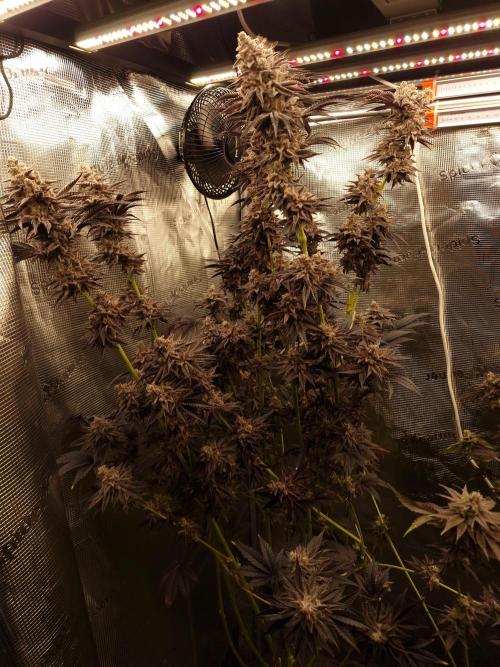 Blueberry Cupcake first Photoperiodics. Week 13 - Day 93 #1