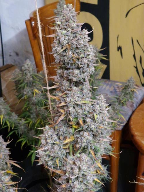 Bruce Banner Automatic. Week 11 - #3