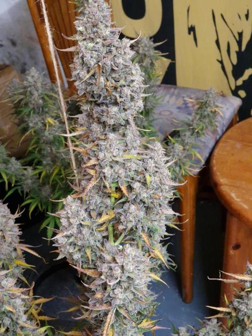 Bruce Banner Automatic. Week 11 - #3