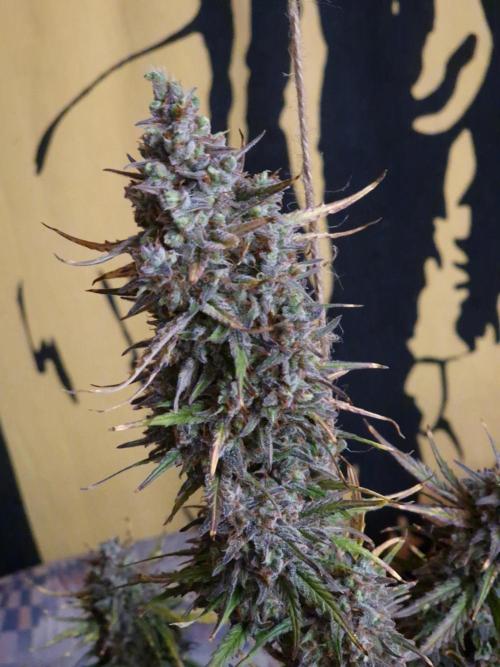 Bruce Banner Automatic. Week 11 - #2