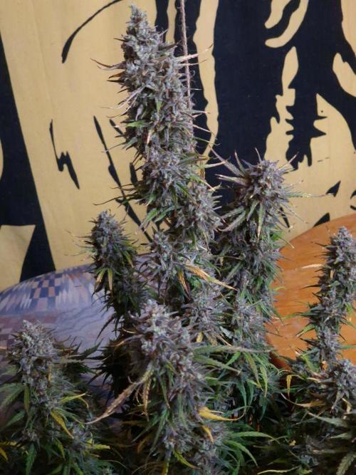 Bruce Banner Automatic. Week 11 - #2