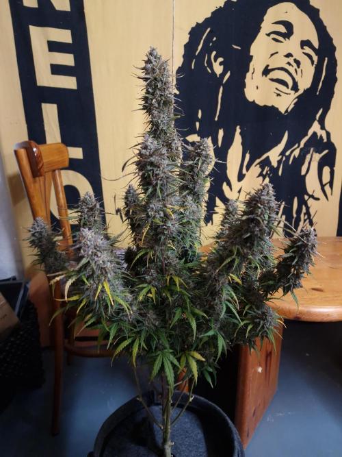 Bruce Banner Automatic. Week 11 - #2