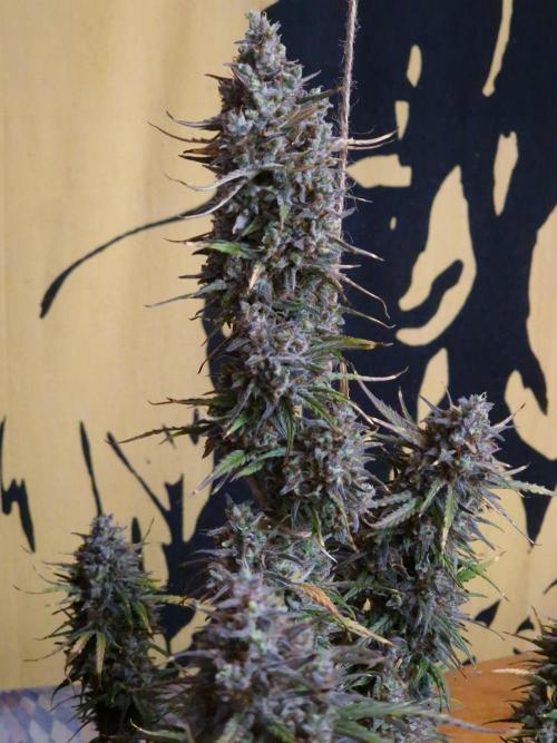 Bruce Banner Automatic. Week 11 - #2