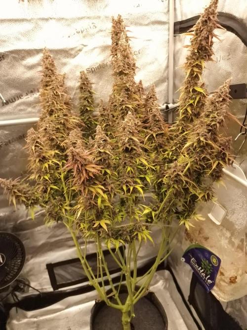 Bruce Banner Automatic. Week 11 - #1