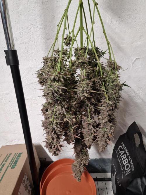 Bruce Banner Automatic. Week 11 - #3