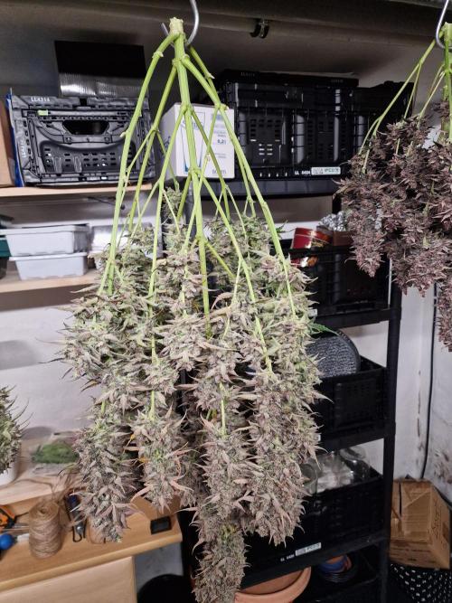 Bruce Banner Automatic. Week 11 - #3