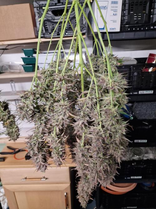 Bruce Banner Automatic. Week 11 - #2