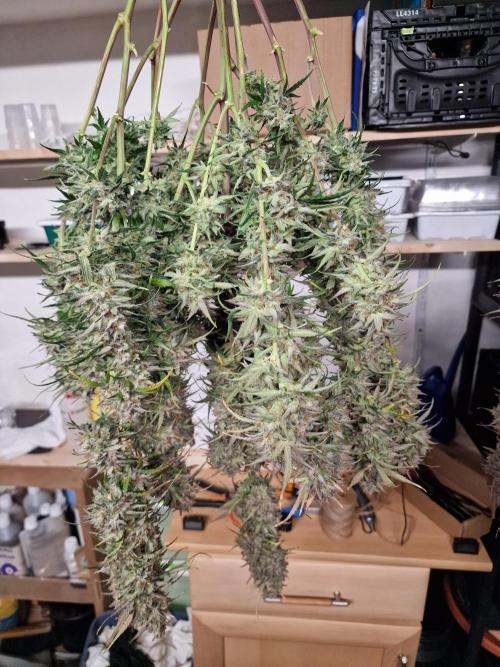 Bruce Banner Automatic. Week 11 - #2