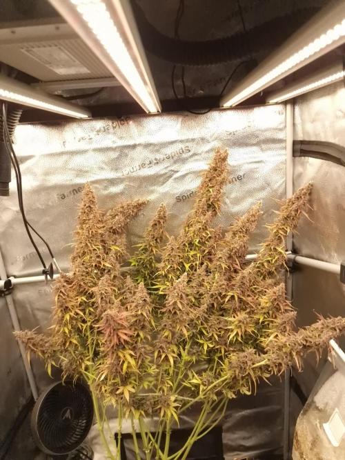 Bruce Banner Automatic. Week 11 - #1