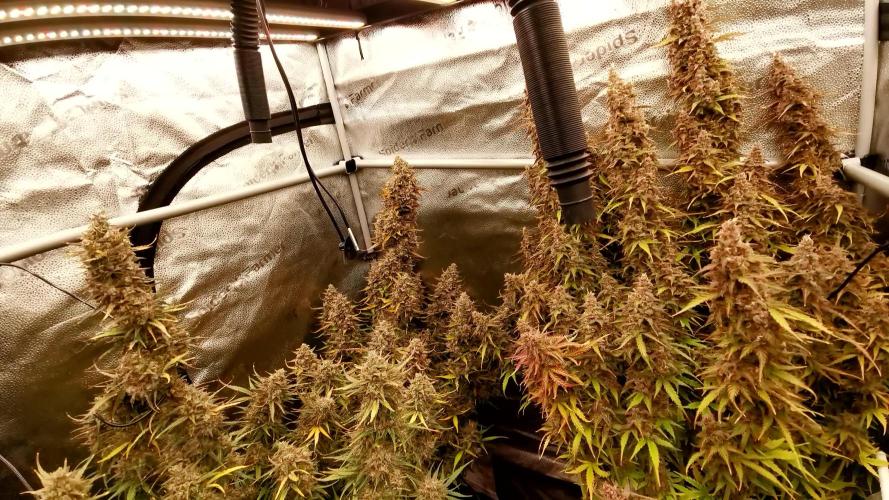 Bruce Banner Automatic