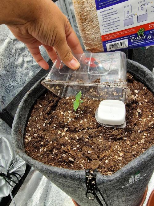 Apricot Automatic from 420 Fast Buds. Week 1 - #1