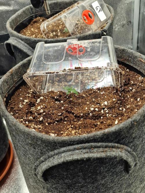 Apricot Automatic from 420 Fast Buds. Week 1 - #2