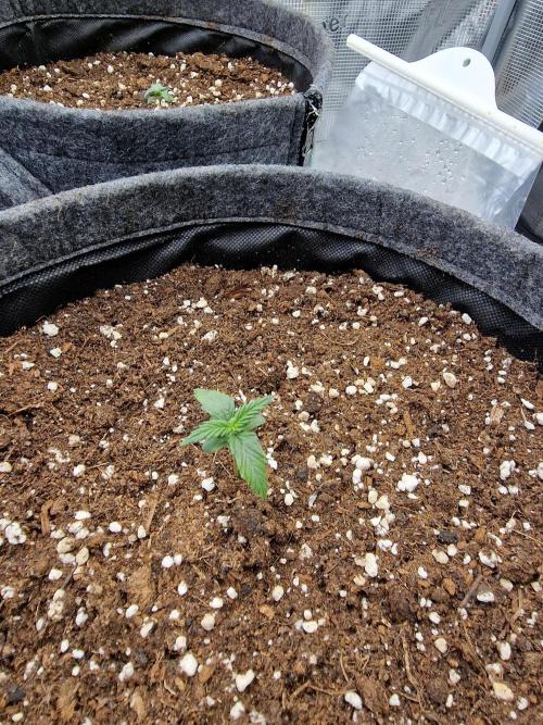 Apricot Automatic from 420 Fast Buds. Week 1 - #1