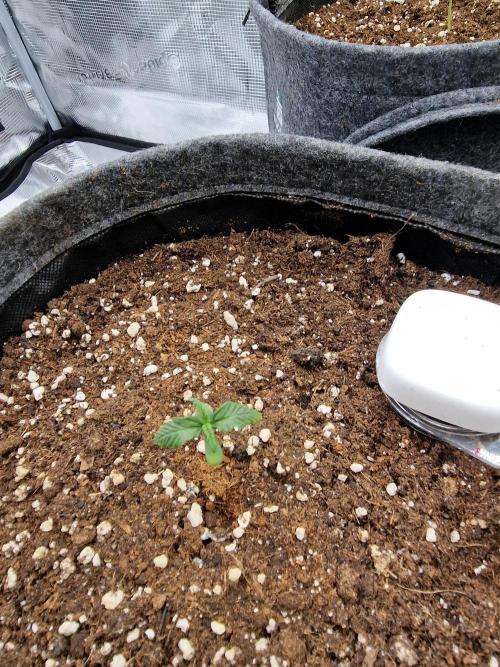 Apricot Automatic from 420 Fast Buds. Week 1 - #12