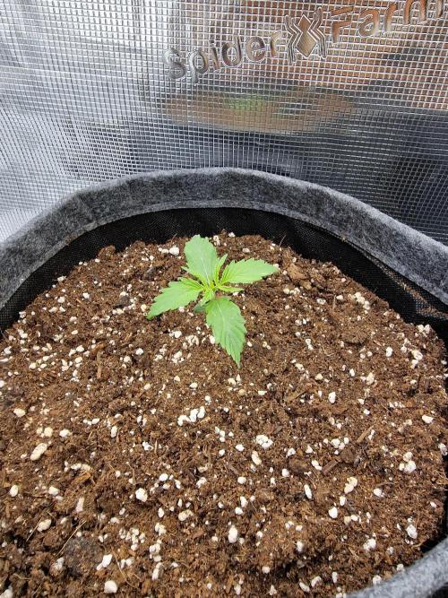 Apricot Automatic from 420 Fast Buds. Week 1 - #1