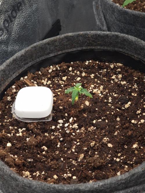 Apricot Automatic from 420 Fast Buds. Week 1 - #2