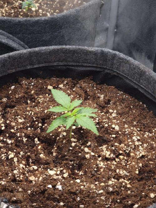 Apricot Automatic from 420 Fast Buds. Week 1 - #1