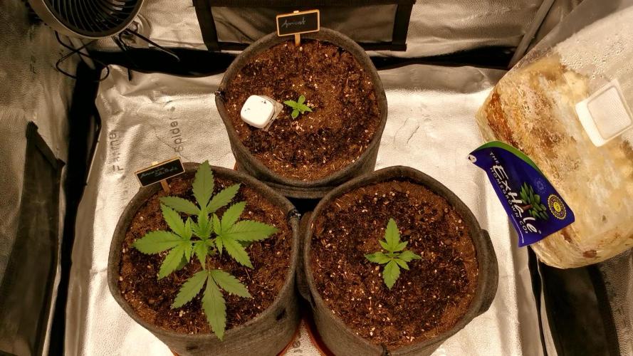 Apricot Automatic from 420 Fast Buds