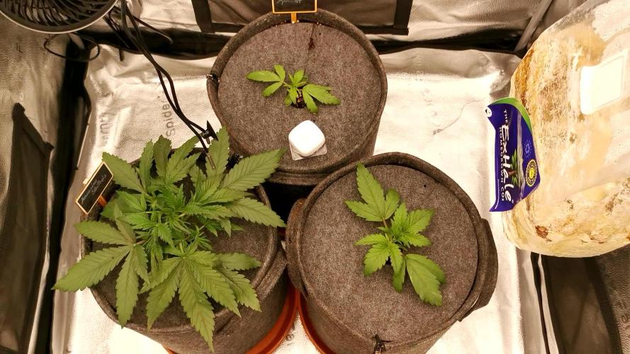 Amnesia Skittelz Fast Buds