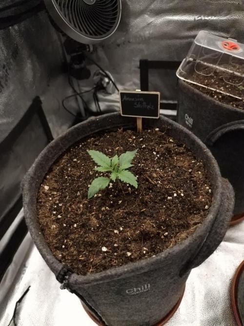 Amnesia Skittelz Fast Buds. Week 2