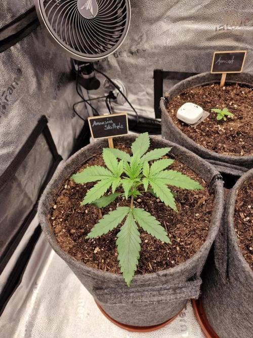 Amnesia Skittelz Fast Buds. Week 2