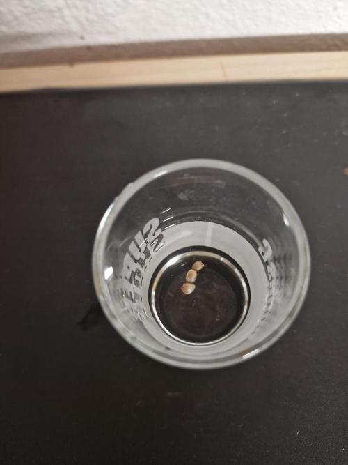 Jelly Donutz - Humboldt Seed Company. Week 0