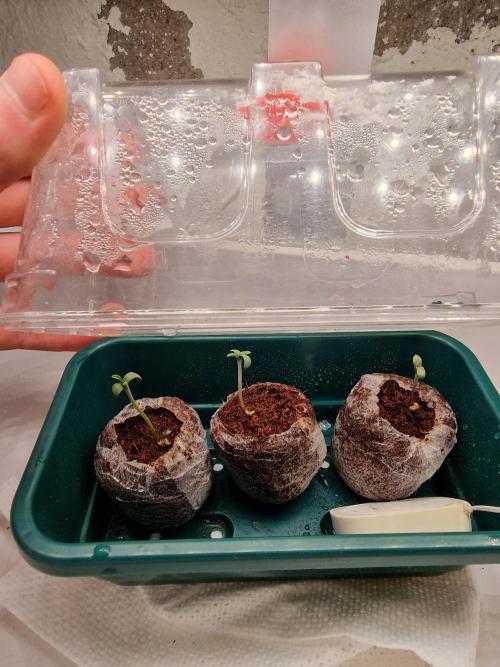 Jelly Donutz - Humboldt Seed Company. Week 0