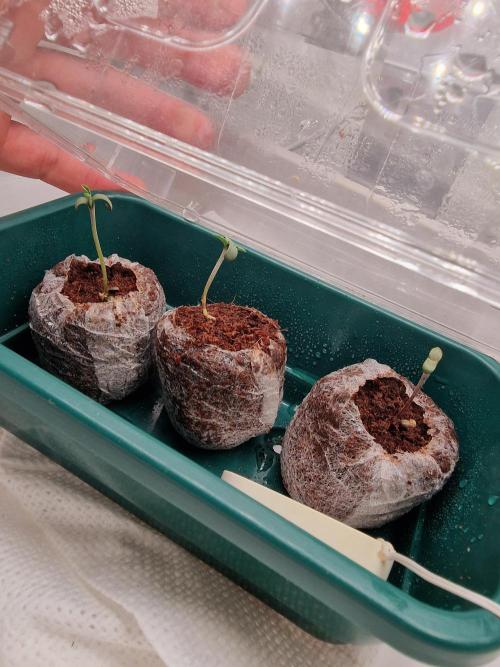 Jelly Donutz - Humboldt Seed Company. Week 0