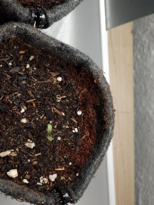 Jelly Donutz - Humboldt Seed Company. Week 0