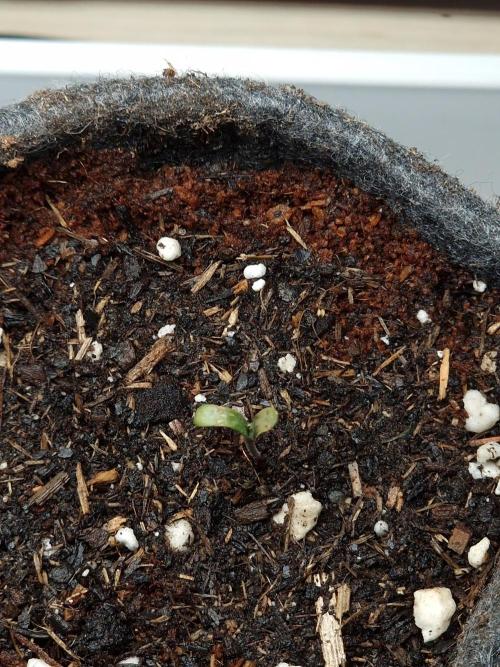 Jelly Donutz - Humboldt Seed Company. Week 0