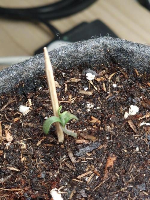 Jelly Donutz - Humboldt Seed Company. Week 0