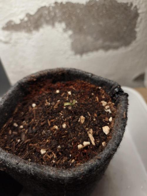 Jelly Donutz - Humboldt Seed Company. Week 0