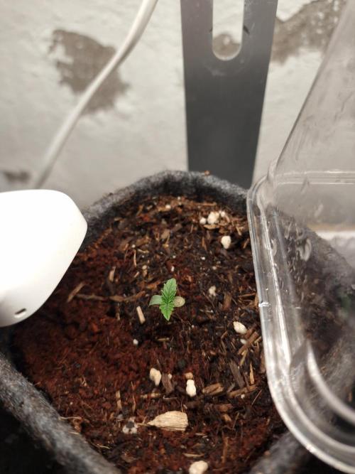 Jelly Donutz - Humboldt Seed Company. Week 0