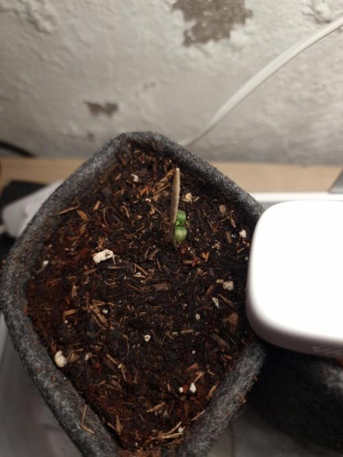 Jelly Donutz - Humboldt Seed Company. Week 0