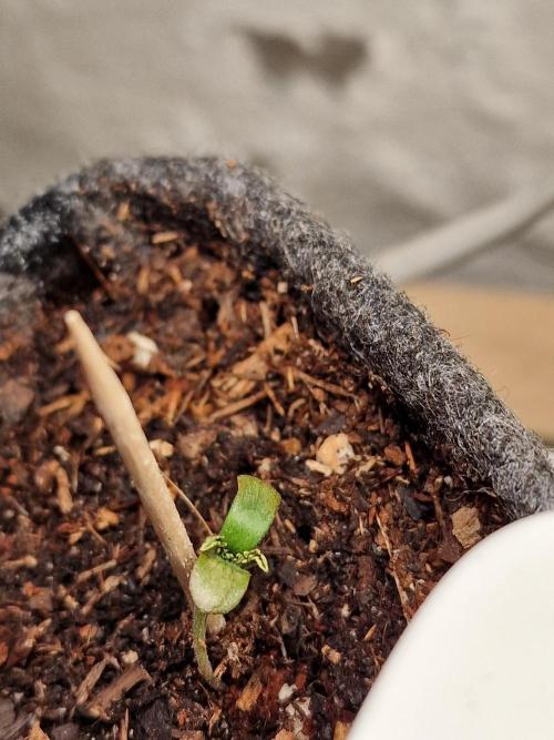 Jelly Donutz - Humboldt Seed Company. Week 0