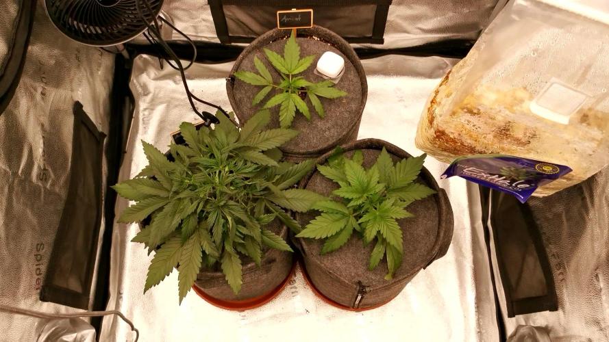 Apricot Automatic from 420 Fast Buds