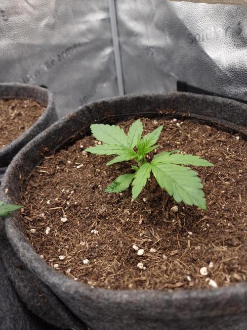 Apricot Automatic from 420 Fast Buds. Week 2